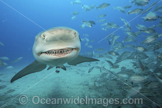 Lemon Shark Florida photo