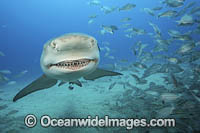 Lemon Shark Florida Photo - Michael Patrick O'Neill
