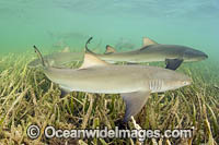 Lemon Shark pups Photo - Michael Patrick O'Neill