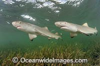 Lemon Shark pups Photo - Michael Patrick O'Neill