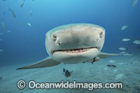 Lemon Shark Florida Photo - Michael Patrick O'Neill