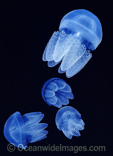 Blubber Jellyfish (Catostylus mosaicus). Also known as Jelly Blubber. Queensland, Australia Photo - Gary Bell