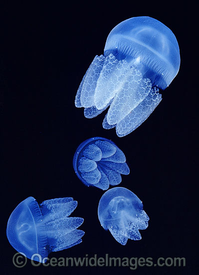 Blubber Jellyfish Catostylus mosaicus photo