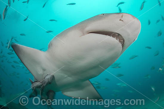 Lemon Shark Florida photo