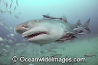 Lemon Shark Florida Photo - Michael Patrick O'Neill