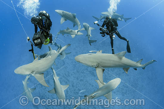 Divers and Lemon Shark photo