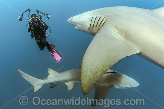 Diver and Lemon Shark photo