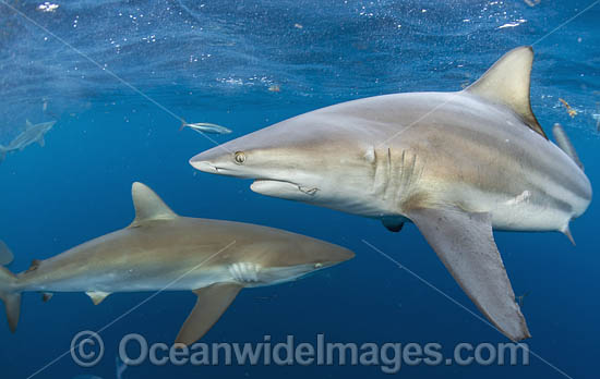 Blacktip Shark photo