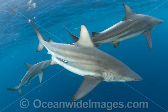 Blacktip Shark (Carcharhinus limbatus). Also known as Black Whaler. Found in coastal tropical and sub-tropical waters around the world, including brackish habitats. Photo taken off Jupiter, Florida, USA. Photo - Michael Patrick O'Neill Blacktip Shark (Carcharhinus limbatus). Also known as Black Whaler. Found in coastal tropical and sub-tropical waters around the world, including brackish habitats. Photo taken off Jupiter, Florida, USA. Photo - Michael Patrick O'Neill