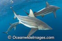 Blacktip Shark Florida Photo - Michael Patrick O'Neill