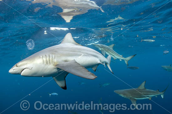 Blacktip Shark (Carcharhinus limbatus). Also known as Black Whaler. Found in coastal tropical and sub-tropical waters around the world, including brackish habitats. Photo taken off Jupiter, Florida, USA. Photo - Michael Patrick O'Neill