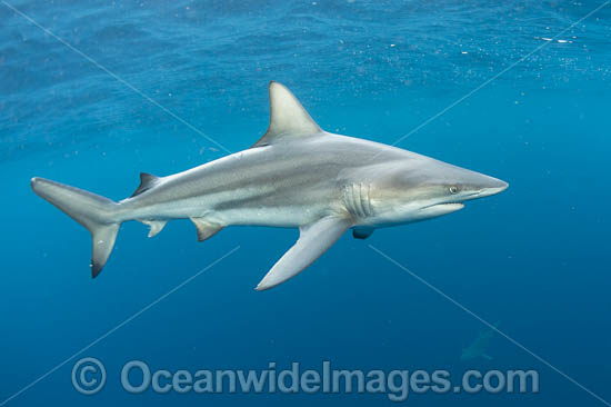 Blacktip Shark (Carcharhinus limbatus). Also known as Black Whaler. Found in coastal tropical and sub-tropical waters around the world, including brackish habitats. Photo taken off Jupiter, Florida, USA. Photo - Michael Patrick O'Neill