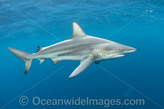 Blacktip Shark (Carcharhinus limbatus). Also known as Black Whaler. Found in coastal tropical and sub-tropical waters around the world, including brackish habitats. Photo taken off Jupiter, Florida, USA. Photo - Michael Patrick O'Neill Blacktip Shark (Carcharhinus limbatus). Also known as Black Whaler. Found in coastal tropical and sub-tropical waters around the world, including brackish habitats. Photo taken off Jupiter, Florida, USA. Photo - Michael Patrick O'Neill