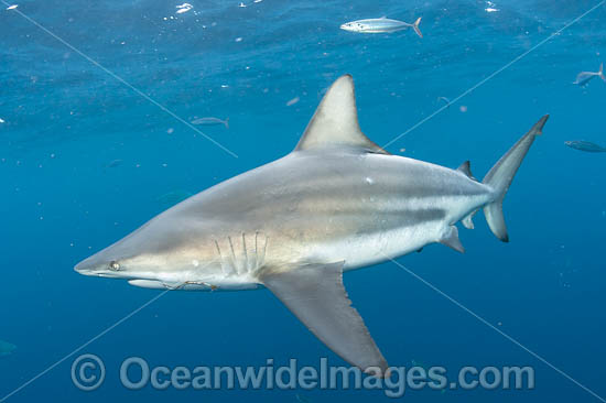 Blacktip Shark (Carcharhinus limbatus). Also known as Black Whaler. Found in coastal tropical and sub-tropical waters around the world, including brackish habitats. Photo taken off Jupiter, Florida, USA. Photo - Michael Patrick O'Neill Blacktip Shark (Carcharhinus limbatus). Also known as Black Whaler. Found in coastal tropical and sub-tropical waters around the world, including brackish habitats. Photo taken off Jupiter, Florida, USA. Photo - Michael Patrick O'Neill