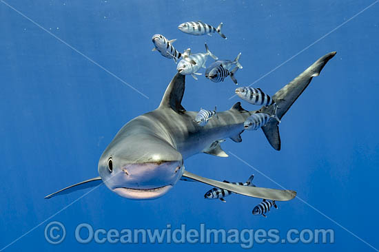 Blue Shark (Prionace glauca), accompanied by Pilot Fish (Naucrates ductor). Also known as Blue Whaler and Great Blue Shark. Found in tropical and temperate seas worldwide. Pico Island, Azores, North Atlantic. Photo - Michael Patrick O'Neill Blue Shark (Prionace glauca), accompanied by Pilot Fish (Naucrates ductor). Also known as Blue Whaler and Great Blue Shark. Found in tropical and temperate seas worldwide. Pico Island, Azores, North Atlantic. Photo - Michael Patrick O'Neill