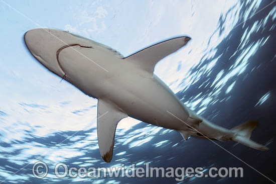 Silky Shark Florida photo Silky Shark Florida photo