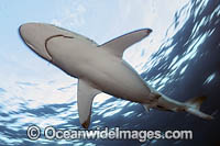 Silky Shark Florida Photo - Michael Patrick O'Neill
