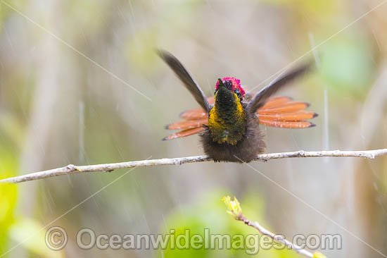 Male Ruby Topaz Hummingbird (Chrysolampis mosquitus). Photo taken in Trinidad, southern Caribbean, South America. Photo - Michael Patrick O'Neill