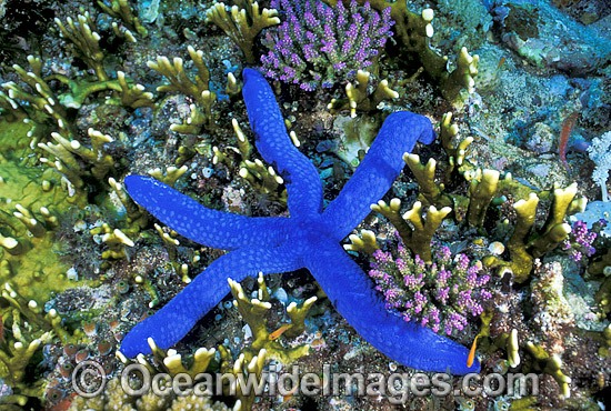 Blue Linckia Sea Star (Linckia laevigata) amongst fire Coral. Also known as Linckia Starfish. Great Barrier Reef, Queensland, Australia Photo - Gary Bell