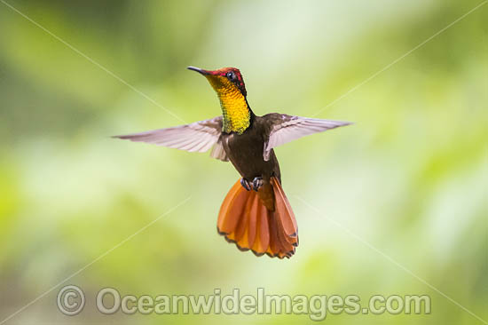 Ruby Topaz Hummingbird photo