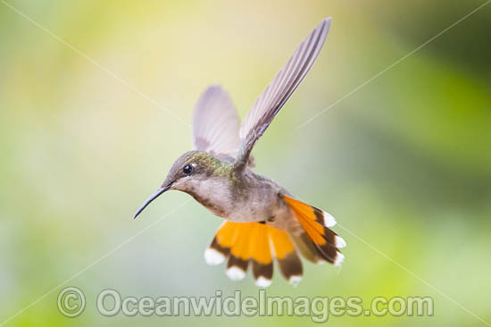 Ruby Topaz Hummingbird photo Ruby Topaz Hummingbird photo