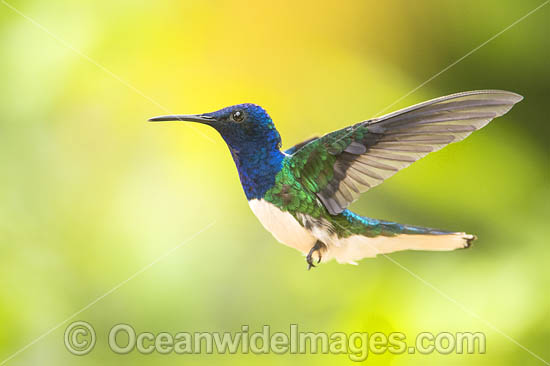 White-necked Jacobin Hummingbird (Florisuga mellivora). Photo taken in Trinidad, southern Caribbean, South America. Photo - Michael Patrick O'Neill White-necked Jacobin Hummingbird (Florisuga mellivora). Photo taken in Trinidad, southern Caribbean, South America. Photo - Michael Patrick O'Neill