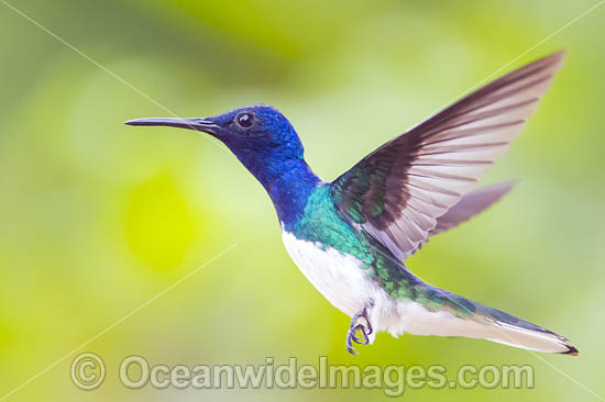 White-necked Jacobin Hummingbird photo