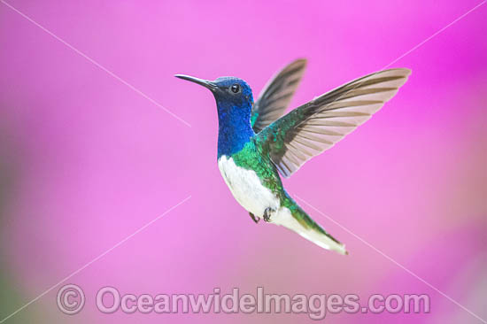 White-necked Jacobin Hummingbird photo