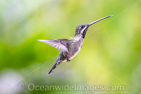 Female Long-billed Starthroat Hummingbird (Heliomaster longirostris). Photo taken in Trinidad, southern Caribbean, South America. Photo - Michael Patrick O'Neill
