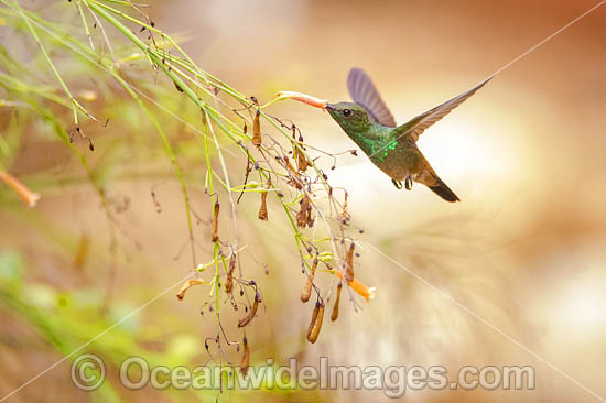 Copper Rumped Hummingbird photo