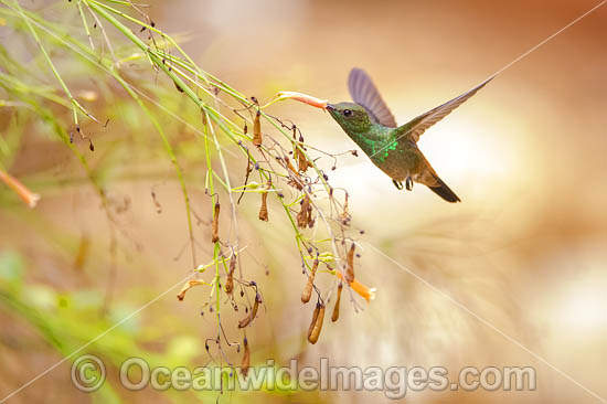 Copper Rumped Hummingbird photo Copper Rumped Hummingbird photo