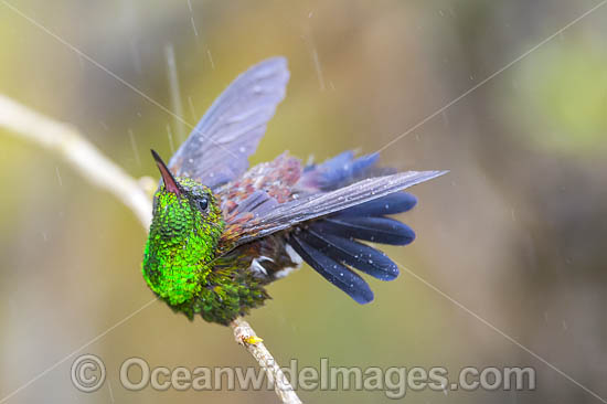 Copper Rumped Hummingbird (Amazilia tobaci). Photo taken in Trinidad, southern Caribbean, South America. Photo - Michael Patrick O'Neill Copper Rumped Hummingbird (Amazilia tobaci). Photo taken in Trinidad, southern Caribbean, South America. Photo - Michael Patrick O'Neill