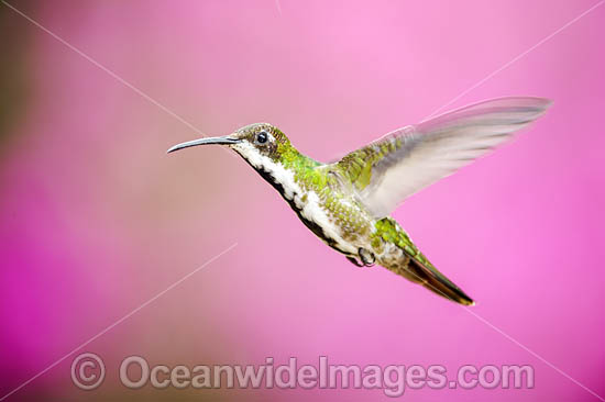 Female Black-throated Mango Hummingbird (Anthracothorax nigricollis). Photo taken in Trinidad, southern Caribbean, South America. Photo - Michael Patrick O'Neill Female Black-throated Mango Hummingbird (Anthracothorax nigricollis). Photo taken in Trinidad, southern Caribbean, South America. Photo - Michael Patrick O'Neill