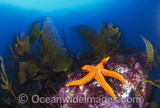 Fromia Sea Star Fromia polypora photo