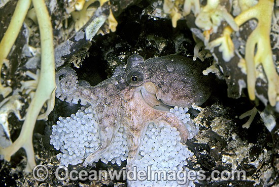 Pygmy Octopus with eggs photo
