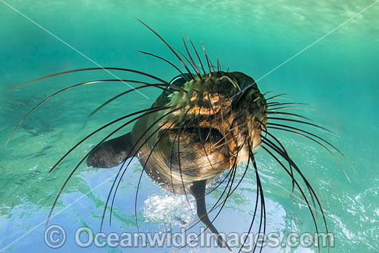 Australian Fur Seal (Arctocephalus pusillus). Photo taken at Chinaman's Hat, Port Phillip Bay, Mornington Peninsula, Victoria, Australia. Photo - Gary Bell Australian Fur Seal (Arctocephalus pusillus). Photo taken at Chinaman's Hat, Port Phillip Bay, Mornington Peninsula, Victoria, Australia. Photo - Gary Bell