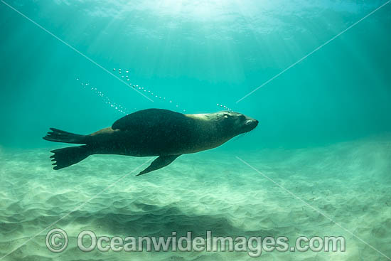 Australian Fur Seal Port Phillip Bay photo