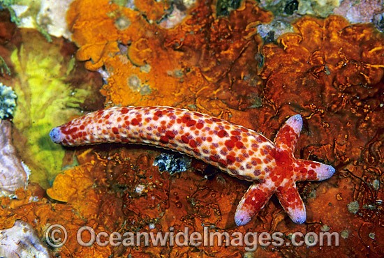 Linckia Sea Star (Linckia multifora) -regenerating from a single arm. Also known as Linckia Starfish. Great Barrier Reef, Queensland, Australia Photo - Gary Bell