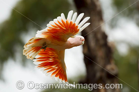 Major Mitchell's Cockatoo (Lophochroa leadbeateri). Also known as Leadbeater's Cockatoo or Pink Cockatoo. Restricted to arid and semi-arid inland areas of Australia. Photo - Gary Bell Major Mitchell's Cockatoo (Lophochroa leadbeateri). Also known as Leadbeater's Cockatoo or Pink Cockatoo. Restricted to arid and semi-arid inland areas of Australia. Photo - Gary Bell