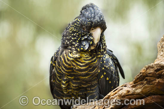 Red-tailed Black Cockatoo (Calyptorhynchus banksii) female. Also known as Banksian Black Cockatoo and Bank's Black Cockatoo. Most common in the drier parts of Australia, but also seen in coastal forest habitats. Photo - Gary Bell Red-tailed Black Cockatoo (Calyptorhynchus banksii) female. Also known as Banksian Black Cockatoo and Bank's Black Cockatoo. Most common in the drier parts of Australia, but also seen in coastal forest habitats. Photo - Gary Bell