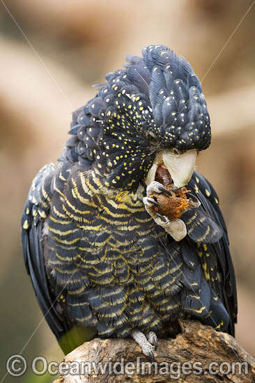 Red-tailed Black Cockatoo photo
