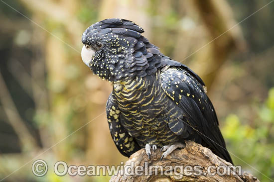 Red-tailed Black Cockatoo (Calyptorhynchus banksii) female. Also known as Banksian Black Cockatoo and Bank's Black Cockatoo. Most common in the drier parts of Australia, but also seen in coastal forest habitats. Photo - Gary Bell Red-tailed Black Cockatoo (Calyptorhynchus banksii) female. Also known as Banksian Black Cockatoo and Bank's Black Cockatoo. Most common in the drier parts of Australia, but also seen in coastal forest habitats. Photo - Gary Bell