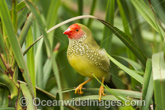 Star Finch (Neochmia ruficauda). Once found across northern Australia and into NSW, now extinct in NSW and only found in Arnhem Land to Pilbara. Endangered Species. Photo - Gary Bell Star Finch (Neochmia ruficauda). Once found across northern Australia and into NSW, now extinct in NSW and only found in Arnhem Land to Pilbara. Endangered Species. Photo - Gary Bell