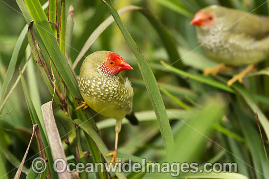 Star Finch (Neochmia ruficauda). Once found across northern Australia and into NSW, now extinct in NSW and only found in Arnhem Land to Pilbara. Endangered Species. Photo - Gary Bell Star Finch (Neochmia ruficauda). Once found across northern Australia and into NSW, now extinct in NSW and only found in Arnhem Land to Pilbara. Endangered Species. Photo - Gary Bell