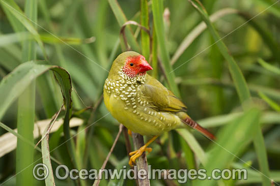 Star Finch Neochmia ruficauda photo