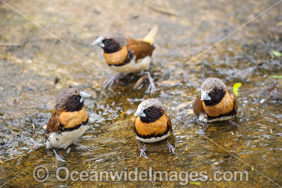 Chestnut-breasted Mannikin Finch (Lonchura castaneothorax). Found across northern and eastern coastal Australia, from the Kimberley region in WA to Shoalhaven River in NSW. Also found in New Guinea. Photo - Gary Bell Chestnut-breasted Mannikin Finch (Lonchura castaneothorax). Found across northern and eastern coastal Australia, from the Kimberley region in WA to Shoalhaven River in NSW. Also found in New Guinea. Photo - Gary Bell