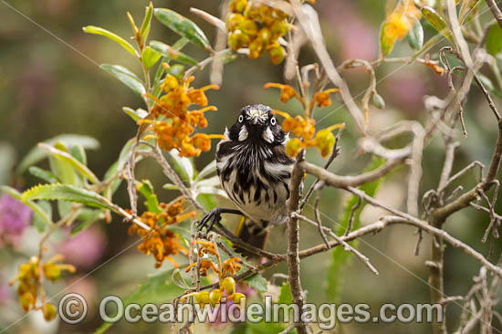 White-eared Honeyeater photo