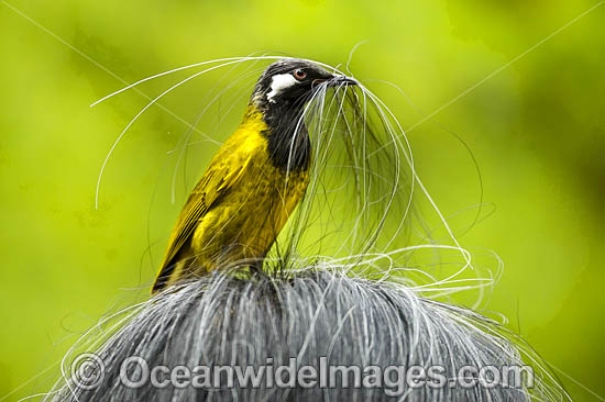 White-eared Honeyeater (Nesoptilotis leucotis), collecting hair for its nest from an unsuspecting human. Found in forests, woodlands, heathlands, mallee and dry inland scrublands in eastern and southern Australia. Photo - Gary Bell White-eared Honeyeater (Nesoptilotis leucotis), collecting hair for its nest from an unsuspecting human. Found in forests, woodlands, heathlands, mallee and dry inland scrublands in eastern and southern Australia. Photo - Gary Bell