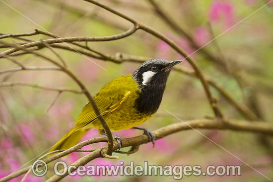 White-eared Honeyeater (Nesoptilotis leucotis). Found in forests, woodlands, heathlands, mallee and dry inland scrublands in eastern and southern Australia. Photo - Gary Bell White-eared Honeyeater (Nesoptilotis leucotis). Found in forests, woodlands, heathlands, mallee and dry inland scrublands in eastern and southern Australia. Photo - Gary Bell