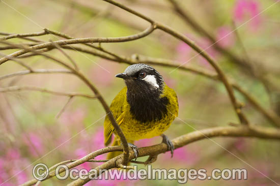 White-eared Honeyeater Nesoptilotis leucotis photo